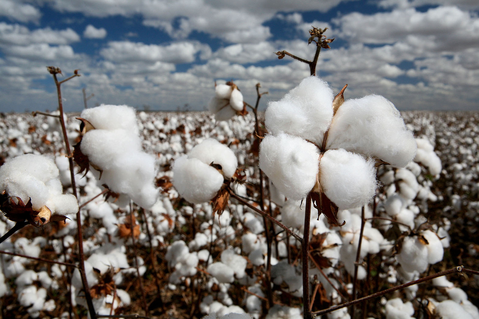 More than 90% global cotton produced by 10 countries